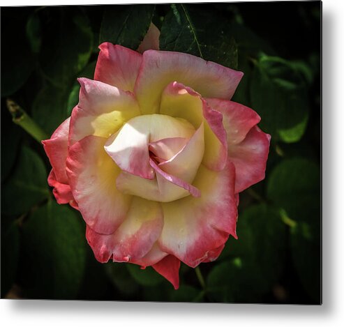 Ringling Museum Garden Walk Metal Print featuring the photograph Rose from Mable Ringling's Garden by Richard Goldman