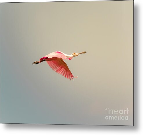 Animal Metal Print featuring the photograph Roseate Spoonbill Flying by Robert Frederick