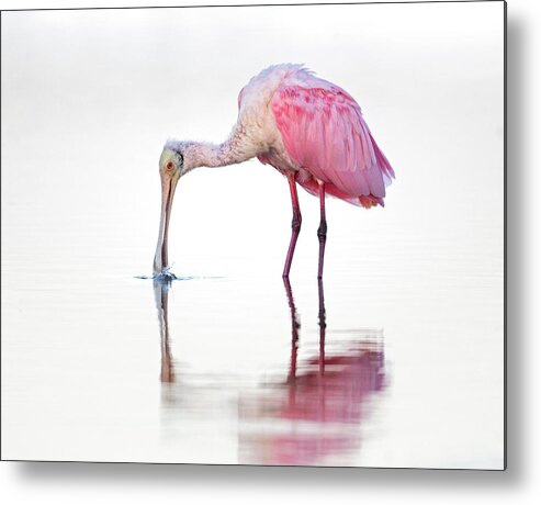 Roseatte Spoonbill Metal Print featuring the photograph Roseatte Spoonbill at Morning by Bonnie DeLap