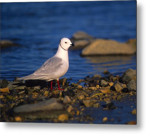 Ross's Gull Metal Print featuring the photograph Ross's Gull by Tony Beck