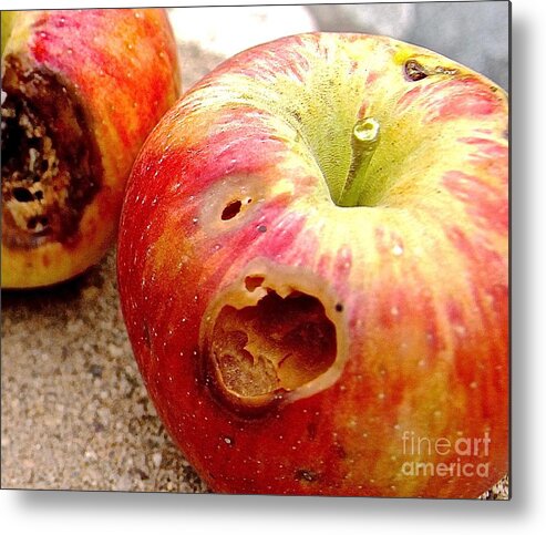 Apple Metal Print featuring the photograph Rotten Apples by Elisabeth Derichs