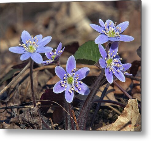 Flower Metal Print featuring the photograph Round-lobed Hepatica DSPF116 by Gerry Gantt