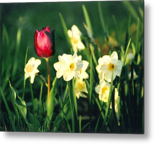 Tulips Metal Print featuring the photograph Royal Spring by Steve Karol