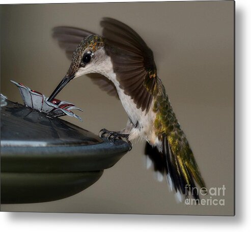 Birds Metal Print featuring the photograph Ruby - Throated Hummingbird by Steve Brown