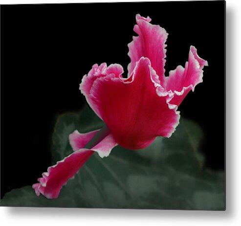 Flowers Metal Print featuring the photograph Ruffled Pink Cyclamen by Nikolyn McDonald