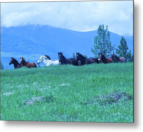 Outside Metal Print featuring the photograph Running On the Ridge by Eleszabeth McNeel