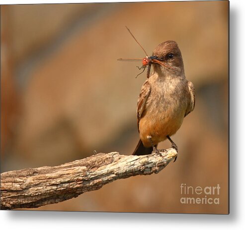 Say's Phoebe Metal Print featuring the photograph Say's Phoebe Grasping Freshly Caught Red Dragonfly In Beak by Max Allen