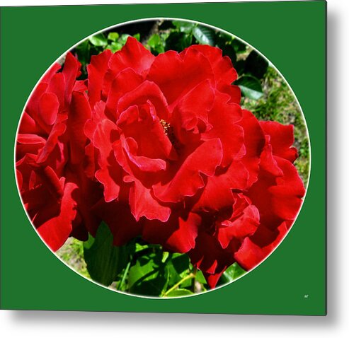 #scarletradiance Metal Print featuring the photograph Scarlet Radiance by Will Borden