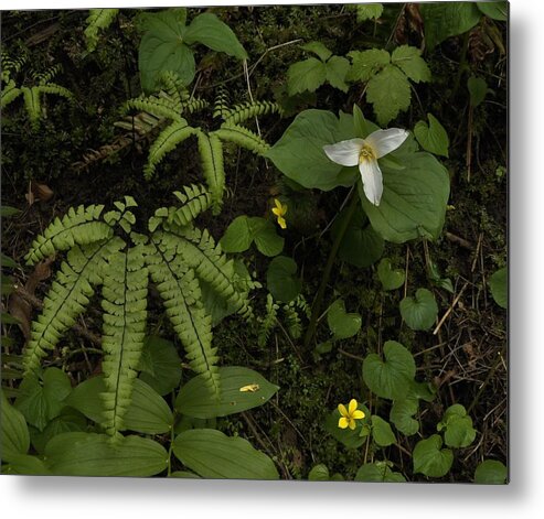 Flowers Metal Print featuring the photograph Scene in the Forest by Charles Lucas