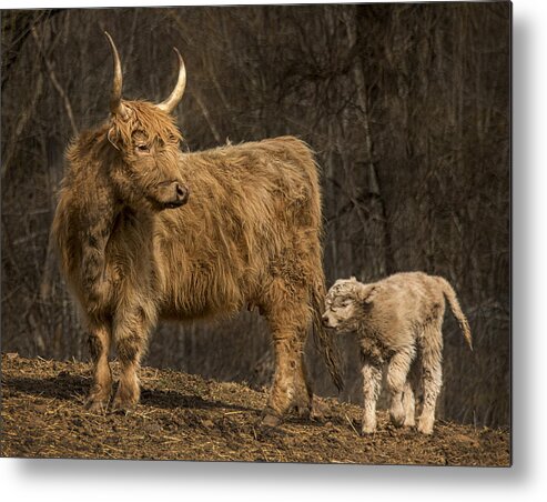 Cow Metal Print featuring the photograph Scottish Highland Cattle by Phil Cardamone