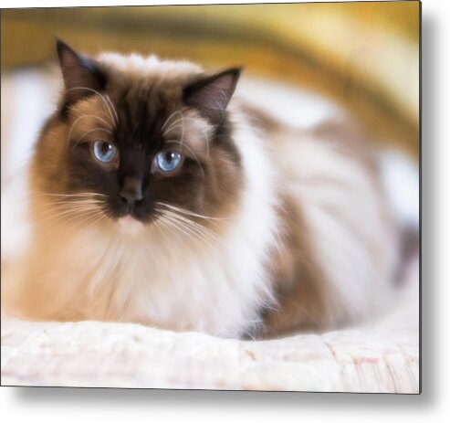 Cat Metal Print featuring the photograph Seal Point Bicolor Ragdoll Cat by Jennifer Grossnickle