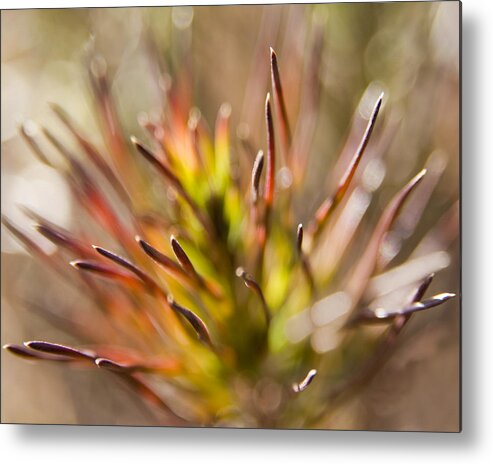 Winter Metal Print featuring the photograph Seeing Winter Color by Margaret Denny