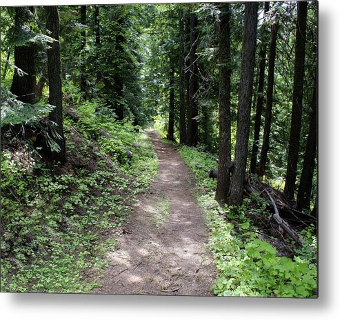 Nature Metal Print featuring the photograph Shady Grove Path by Ben Upham III