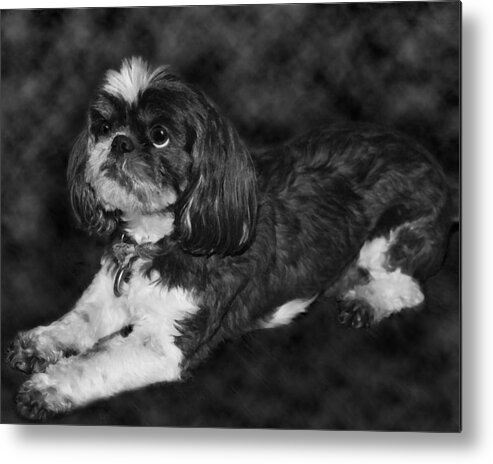 3scape Metal Print featuring the painting Shih Tzu by Adam Romanowicz