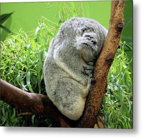 Koala Metal Print featuring the photograph Sleeping Koala Bear by Cathy Harper