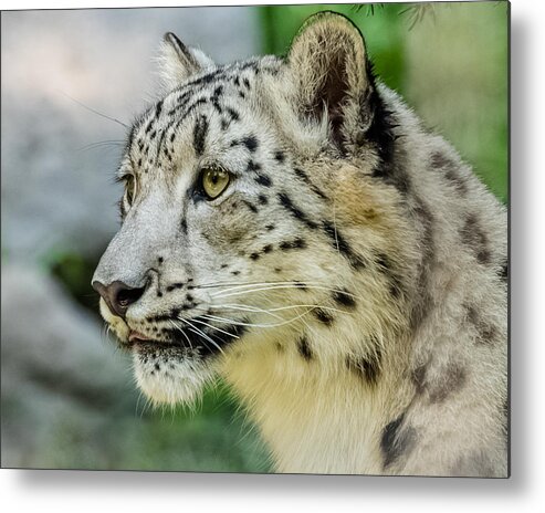 Snow Leopard Metal Print featuring the photograph Snow Leopard Portrait by Yeates Photography