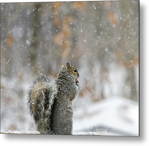 Snow Squirrel Metal Print featuring the photograph Snow Squirrel by Diane Giurco