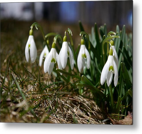 Richard Reeve Metal Print featuring the photograph Snowdrops I by Richard Reeve