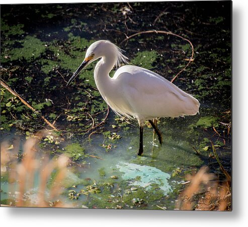 Wildlife Metal Print featuring the photograph Snowy Egret II by Steph Gabler