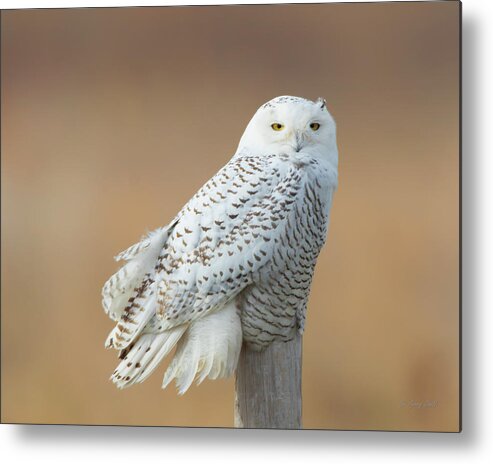 Nature Metal Print featuring the photograph Snowy by Gerry Sibell