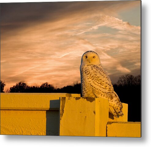 Nature Wildlife Metal Print featuring the photograph Snowy Owl Sundown by Randall Branham