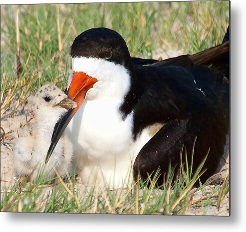 Black Skimmer Metal Print featuring the photograph Snuggle by Sally Mitchell