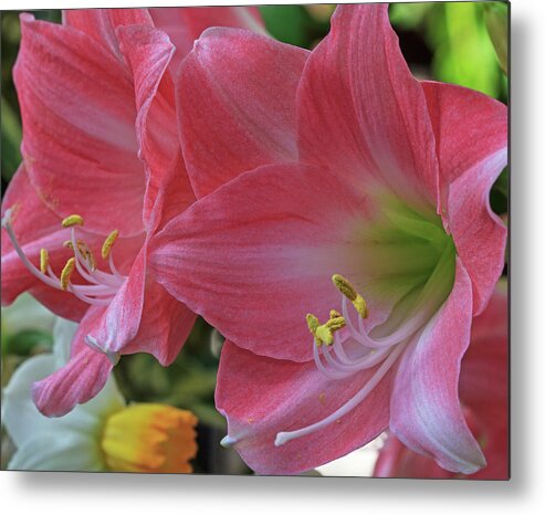 Lily Metal Print featuring the photograph Soft Lilies by Robert Pilkington