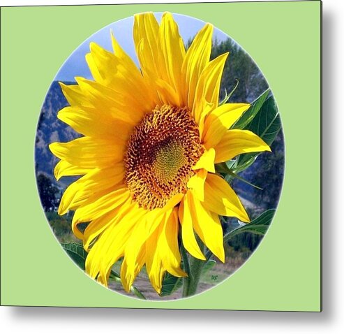 Sunflower Metal Print featuring the photograph Solid Sunshine by Will Borden