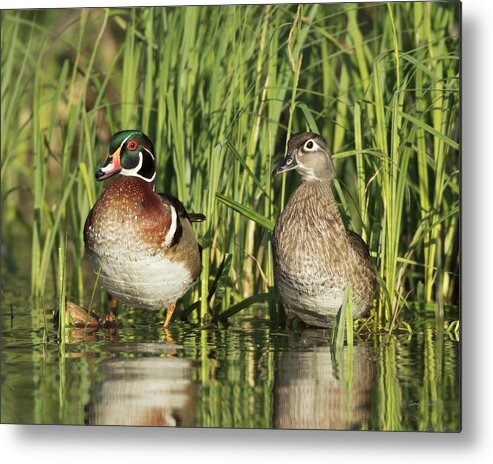 Nature Metal Print featuring the photograph Soon To Be Ma And Pa by Gerry Sibell