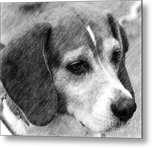 Animal Metal Print featuring the drawing Soulful Beagle Eyes by Smilin Eyes Treasures