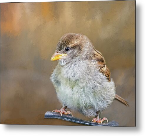 Fledgeling Metal Print featuring the photograph Sparrow Fledgeling by Cathy Kovarik