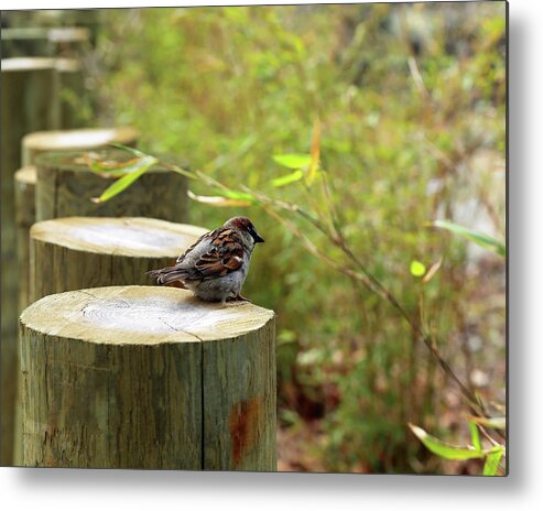 Sparrow Metal Print featuring the photograph Sparrow in Spring by Brooke T Ryan