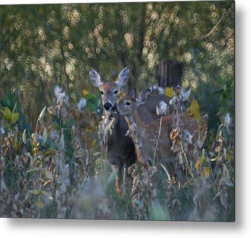 Animals Metal Print featuring the photograph Special Moment by Ernest Echols