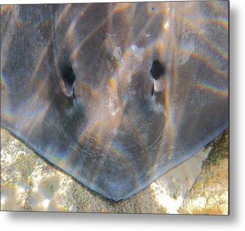 Stingray Metal Print featuring the photograph Spiracle - Sting Ray Head by Jason Freedman