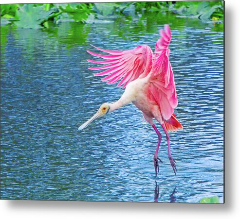 Roseate Spoonbill Metal Print featuring the photograph Spoonbill Splash by Mark Andrew Thomas