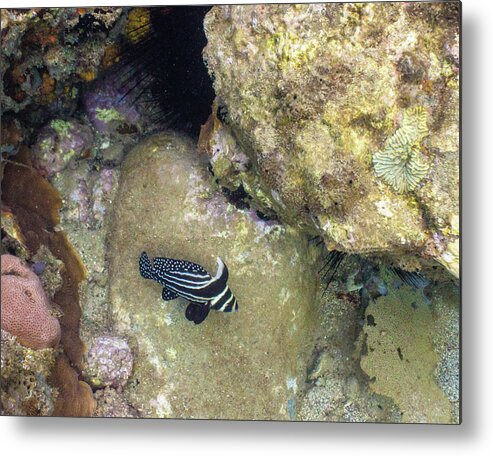 Ocean Metal Print featuring the photograph Spots and Stripes by Lynne Browne