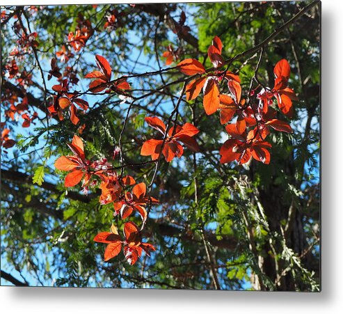 Botanical Metal Print featuring the photograph Spring Backlight by Richard Thomas