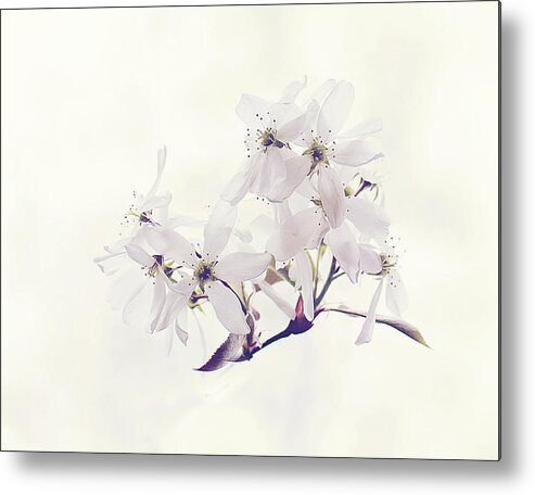White Blossom Print Metal Print featuring the photograph Spring Blossom Print by Gwen Gibson