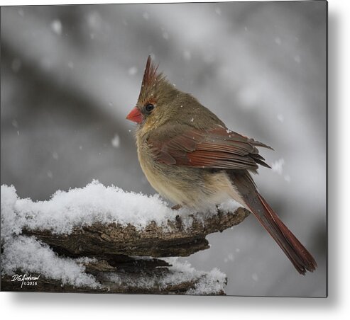 Cardinal Metal Print featuring the photograph Spring can't come too soon. by Don Anderson