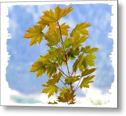 Spring Metal Print featuring the photograph Spring Maple Leaves by Will Borden