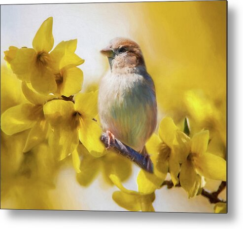 Forsythia Metal Print featuring the photograph Spring Sparrow by Cathy Kovarik