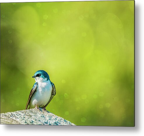 Tree Swallow Metal Print featuring the photograph Spring Swallow by Cathy Kovarik