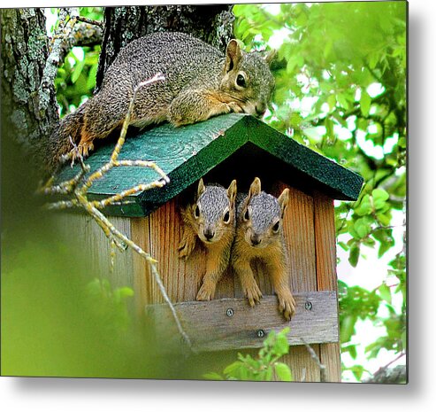 Squirrel Metal Print featuring the photograph Squirrel Family Portrait by Ted Keller