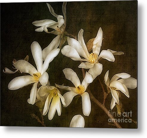 Flower Metal Print featuring the photograph Star Magnolia by Ann Jacobson