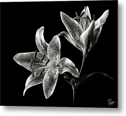 Flower Metal Print featuring the photograph Stargazer Lily in Black and White by Endre Balogh