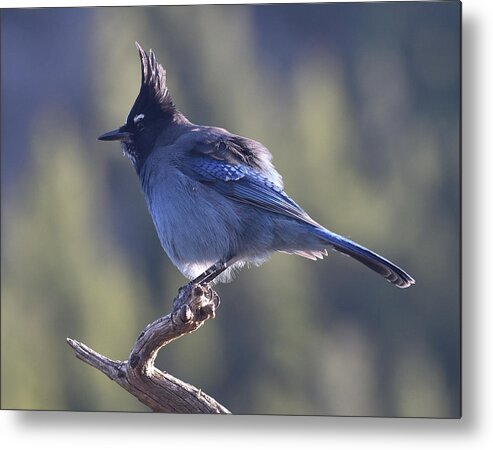 Stellars Jay Metal Print featuring the photograph Stellar's Jay by Ben Foster