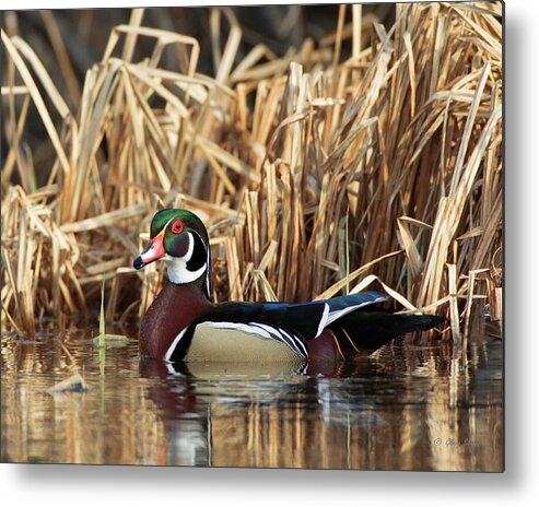 Nature Metal Print featuring the photograph Striking by Gerry Sibell