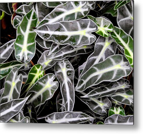 Houseplant Metal Print featuring the photograph Stripes and Droplets by Lynda Lehmann