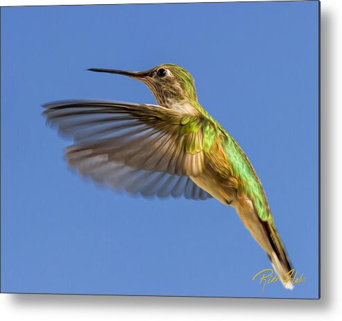 Animals Metal Print featuring the photograph Stylized Hummingbird in Hover by Rikk Flohr