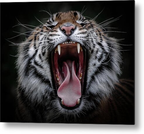Tiger Metal Print featuring the photograph Sumatran Tiger V by Athena Mckinzie